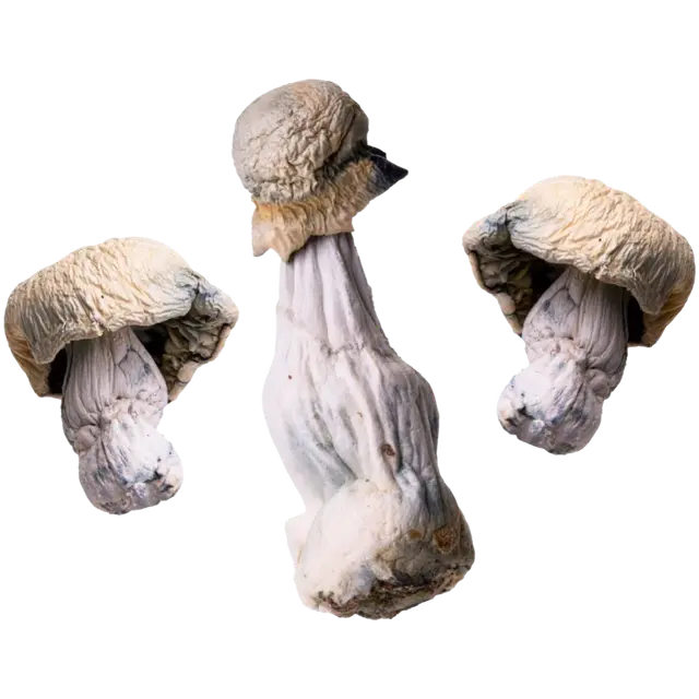 Albino Penis Envy | Magic Mushrooms | Ounce