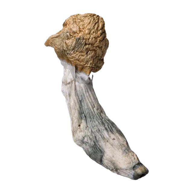 Thrasher Penis Envy | Magic Mushrooms | 3.5